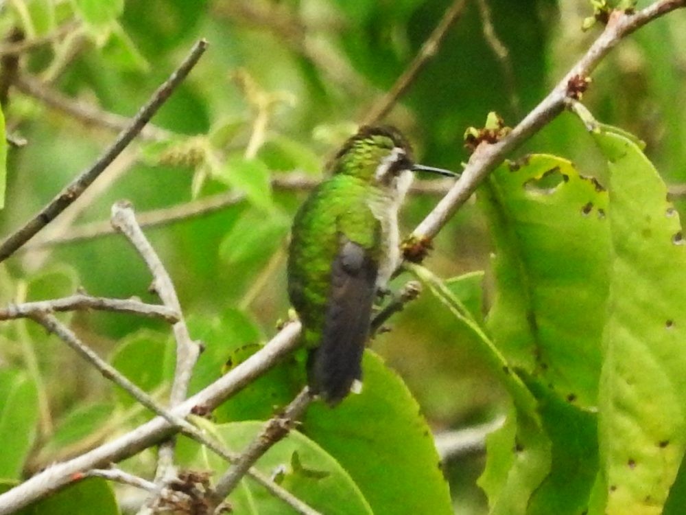 Green-tailed Emerald - Fernando Nunes