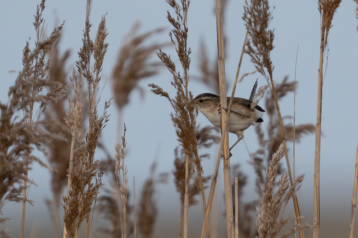 Marsh Wren - Timothy Flynn