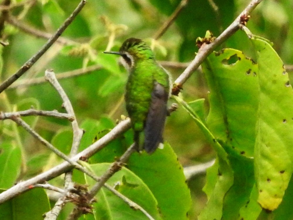 Green-tailed Emerald - Fernando Nunes