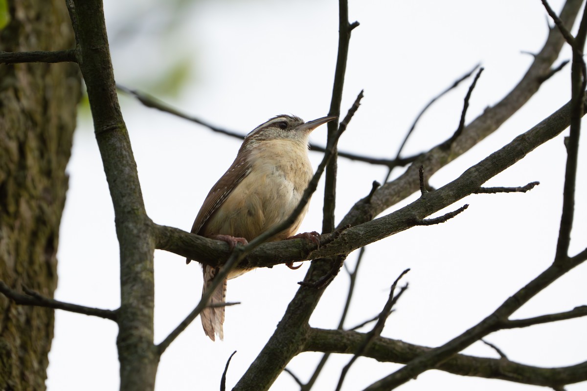 Carolina Wren - Timothy Flynn