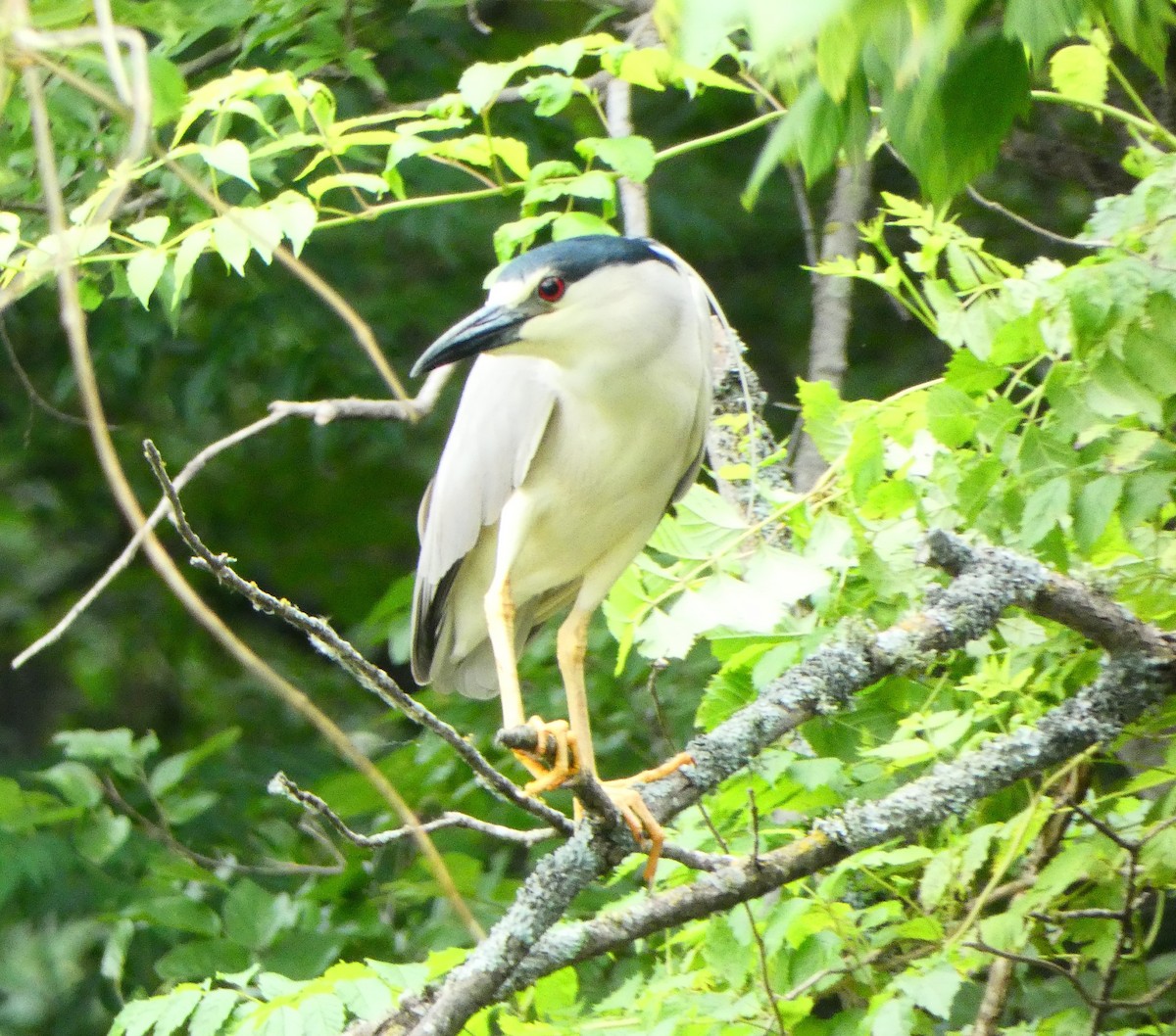 Black-crowned Night Heron - ML619628182