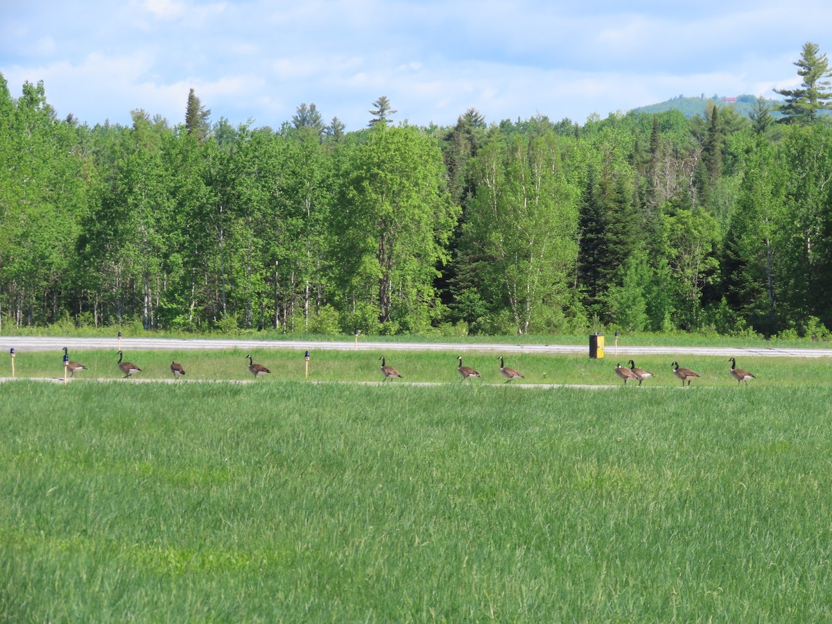 Canada Goose - Sue and Tom Santeusanio