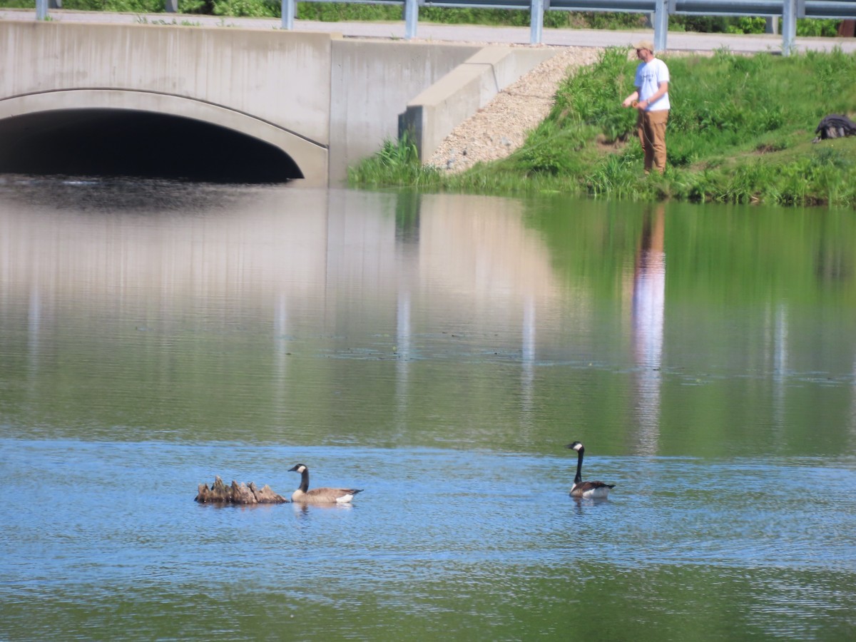 Canada Goose - Sue and Tom Santeusanio