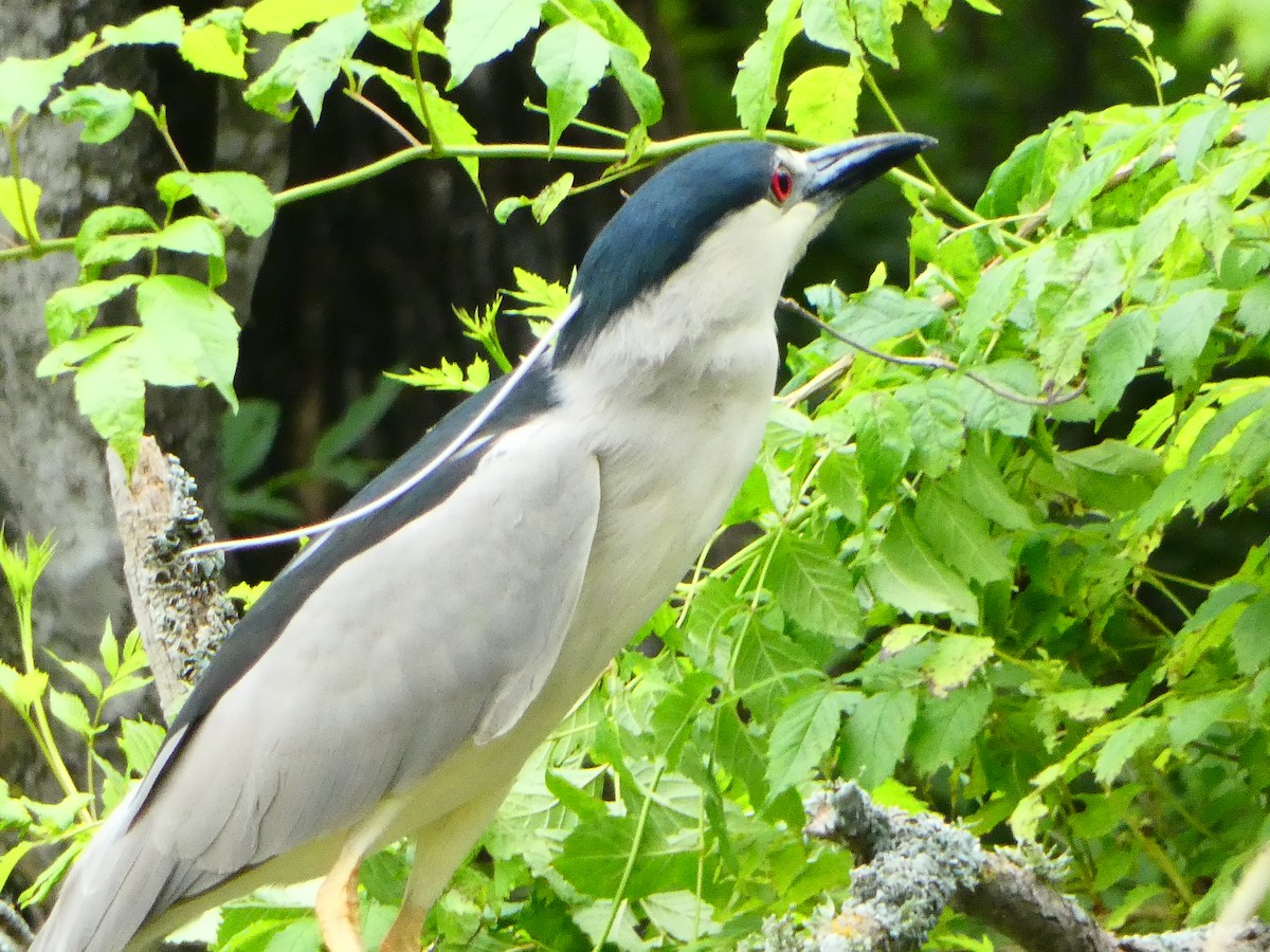 Black-crowned Night Heron - ML619628189