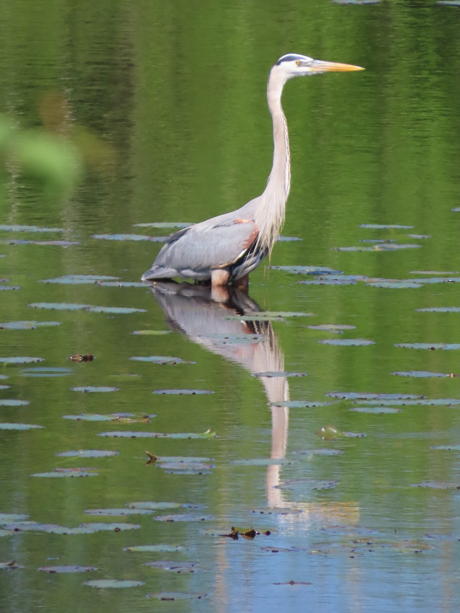 Great Blue Heron - Sue and Tom Santeusanio