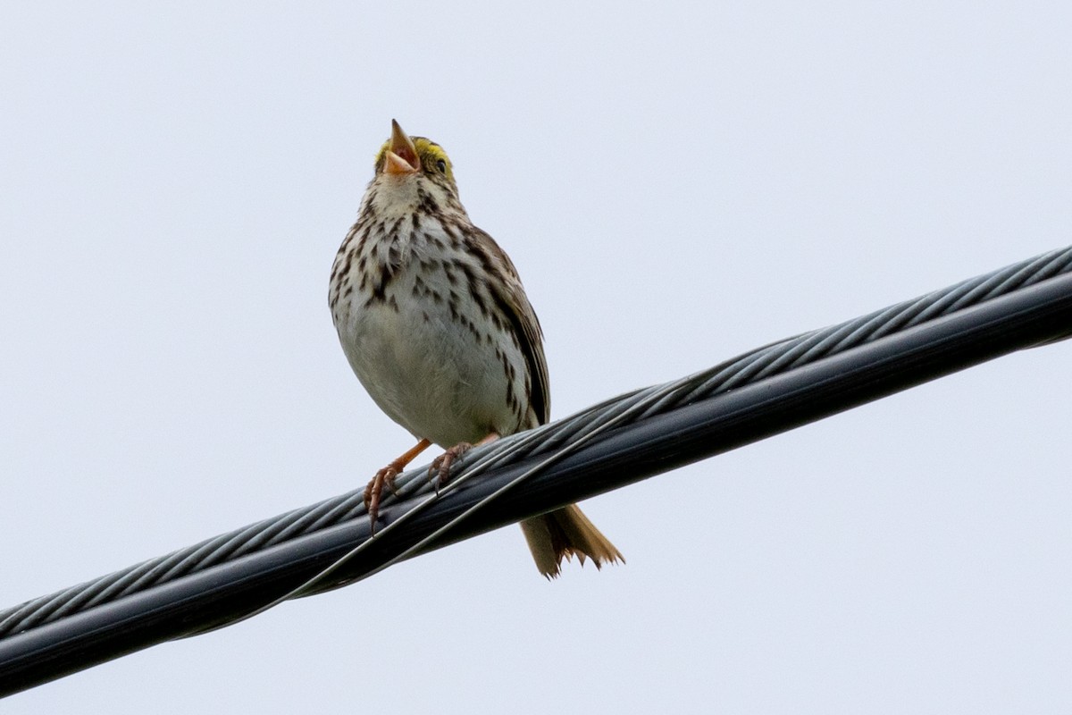 Savannah Sparrow - Steve Metzger