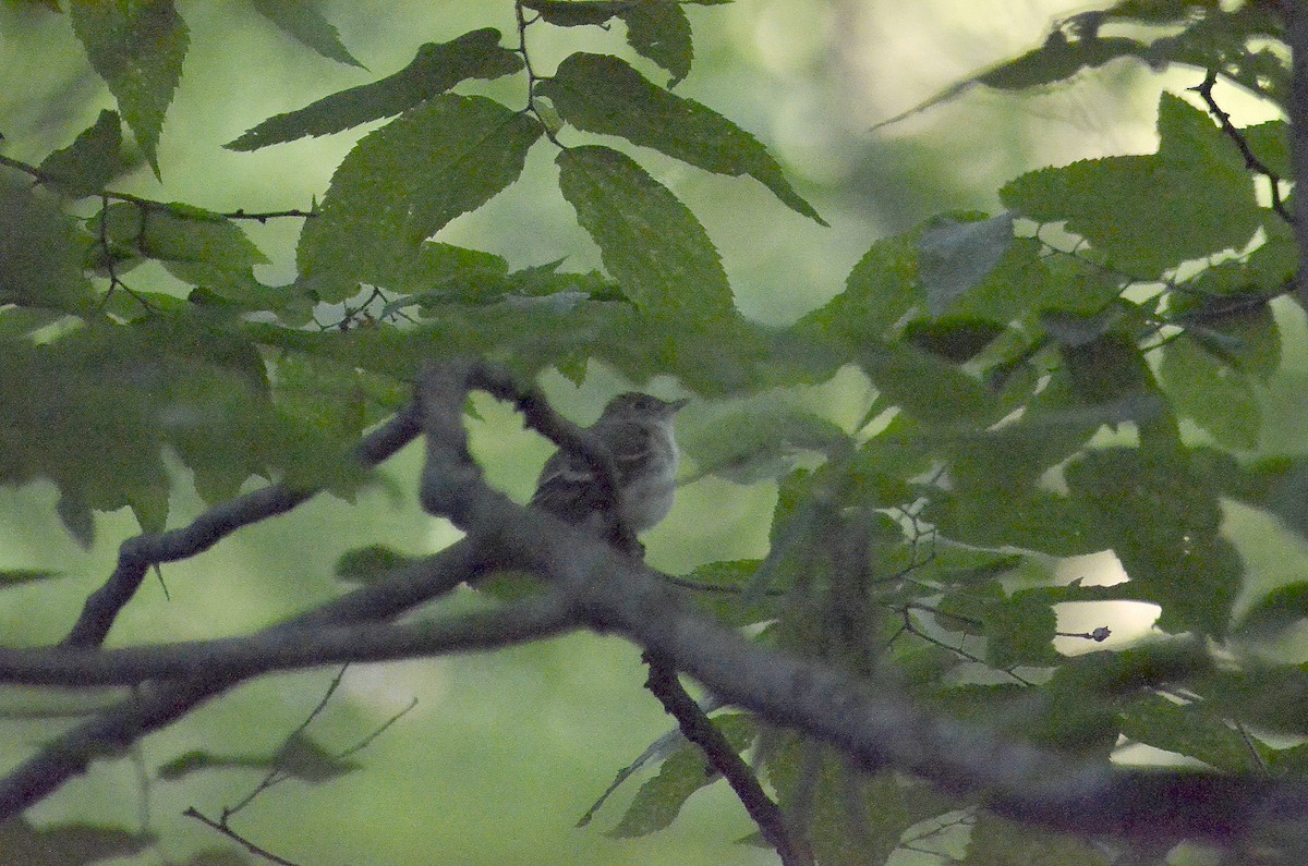 Acadian Flycatcher - Gary Zenitsky