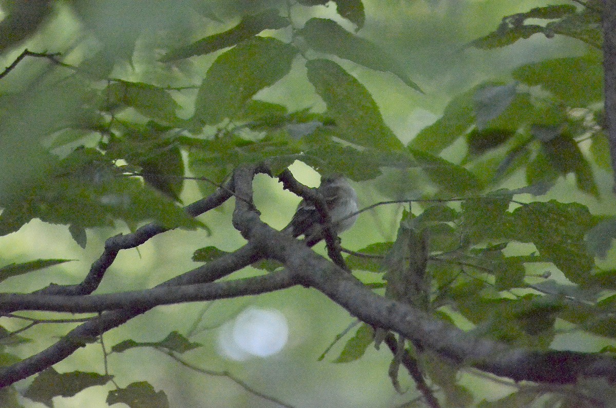 Acadian Flycatcher - Gary Zenitsky