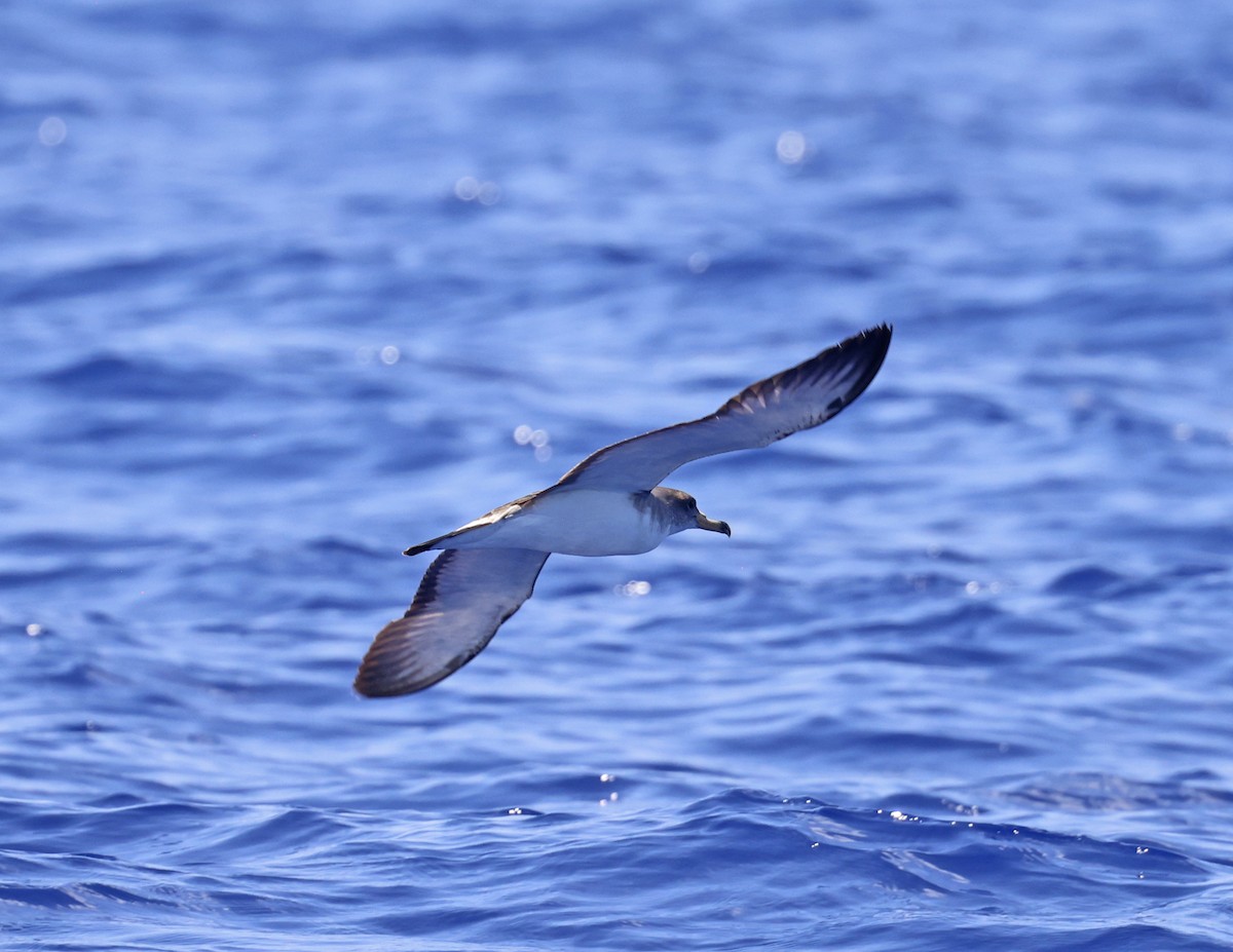 Cory's Shearwater (Scopoli's) - ML619628226