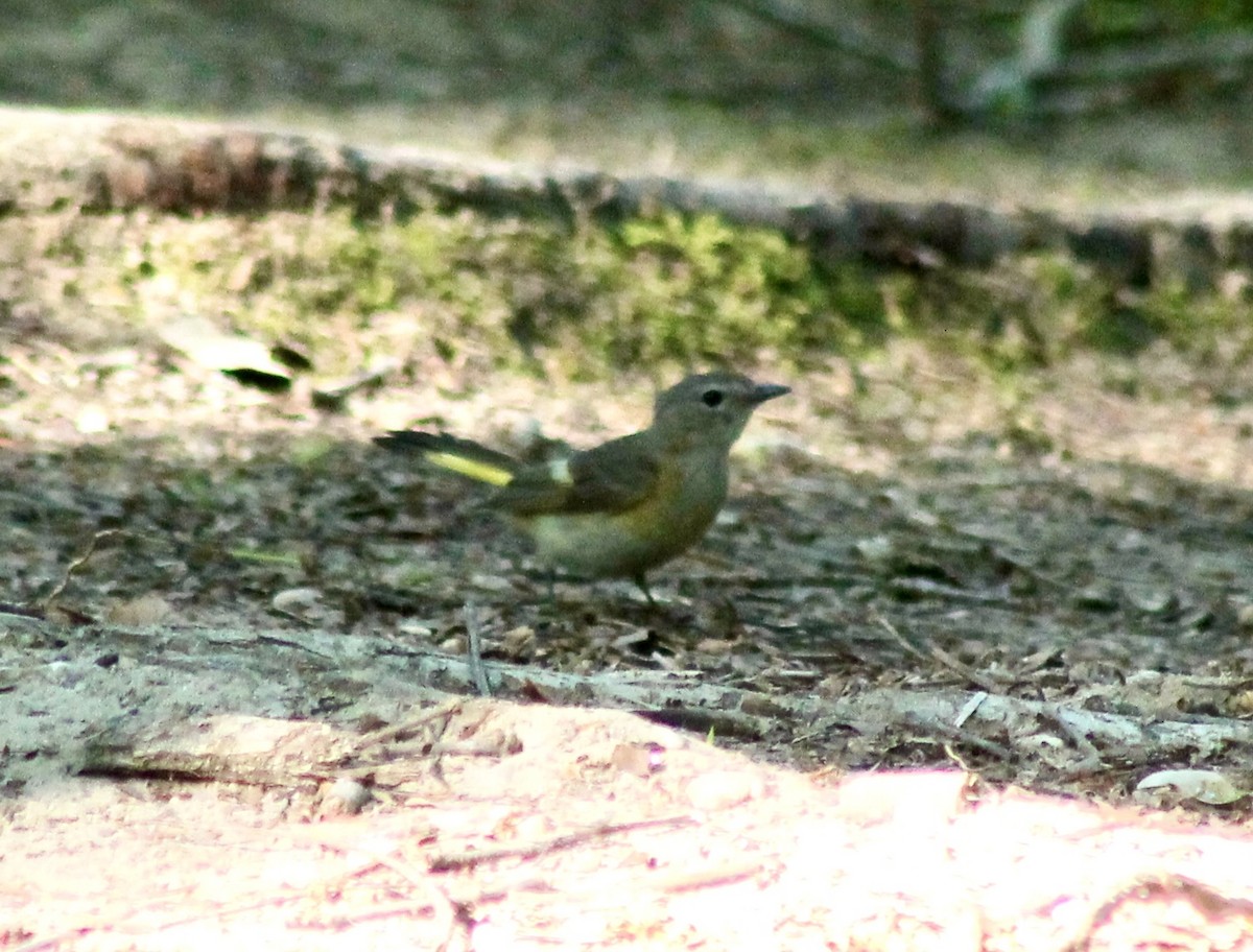 American Redstart - Mike Grose