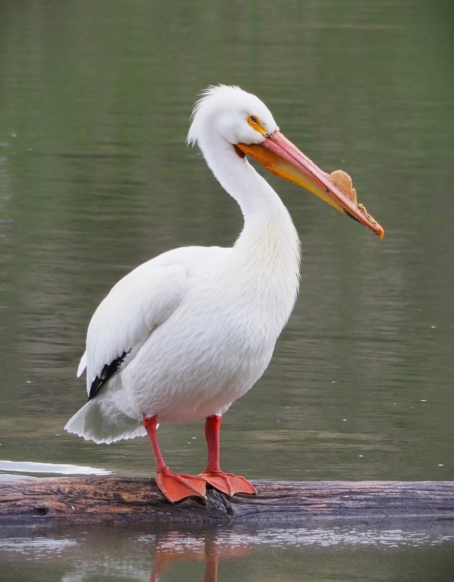 American White Pelican - ML619628236