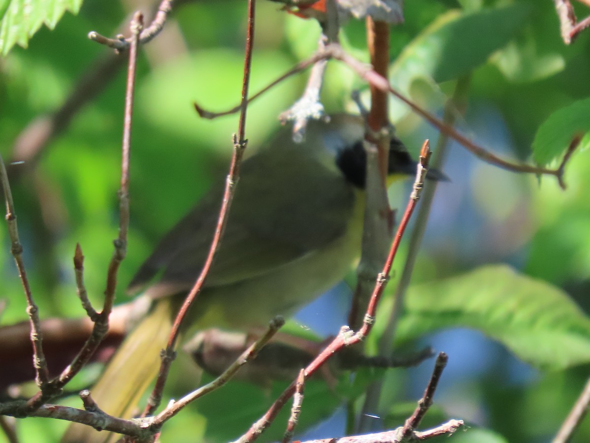 Common Yellowthroat - Sue and Tom Santeusanio