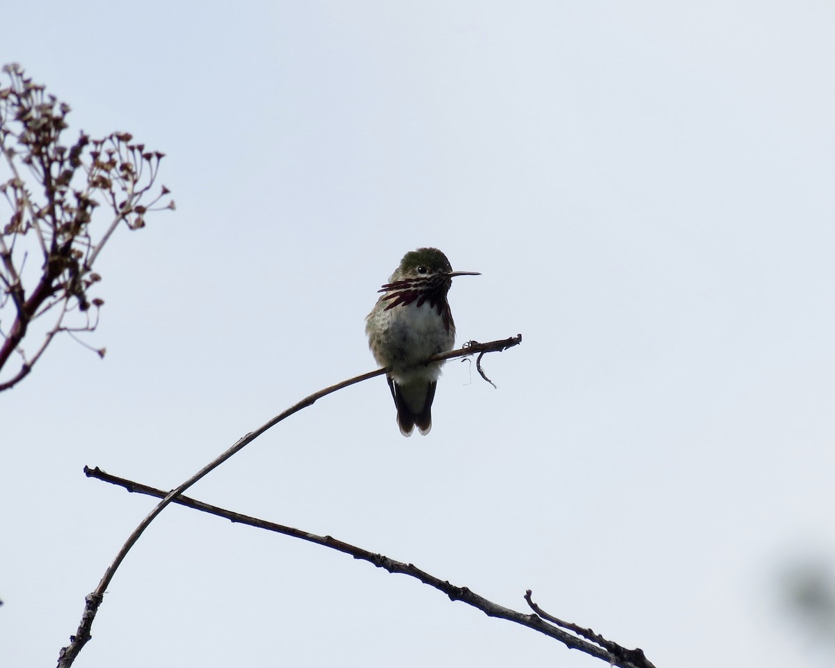 Calliope Hummingbird - Elliot Steed