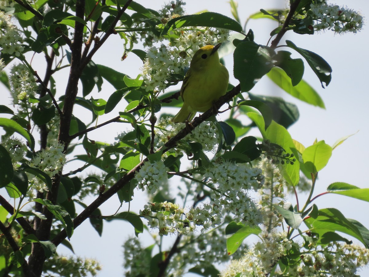 Yellow Warbler - Sue and Tom Santeusanio