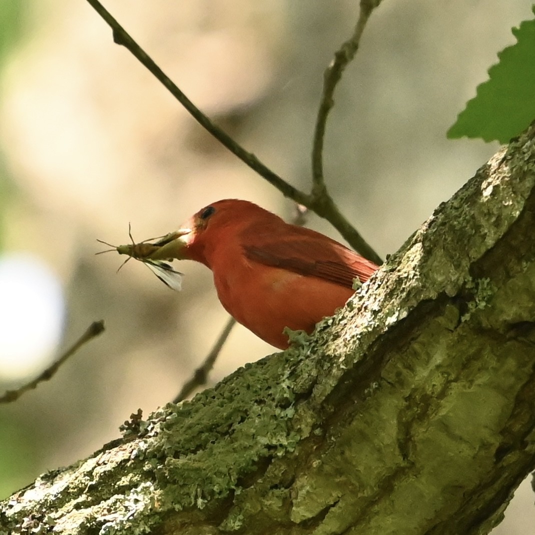 Summer Tanager - Mike Saccone