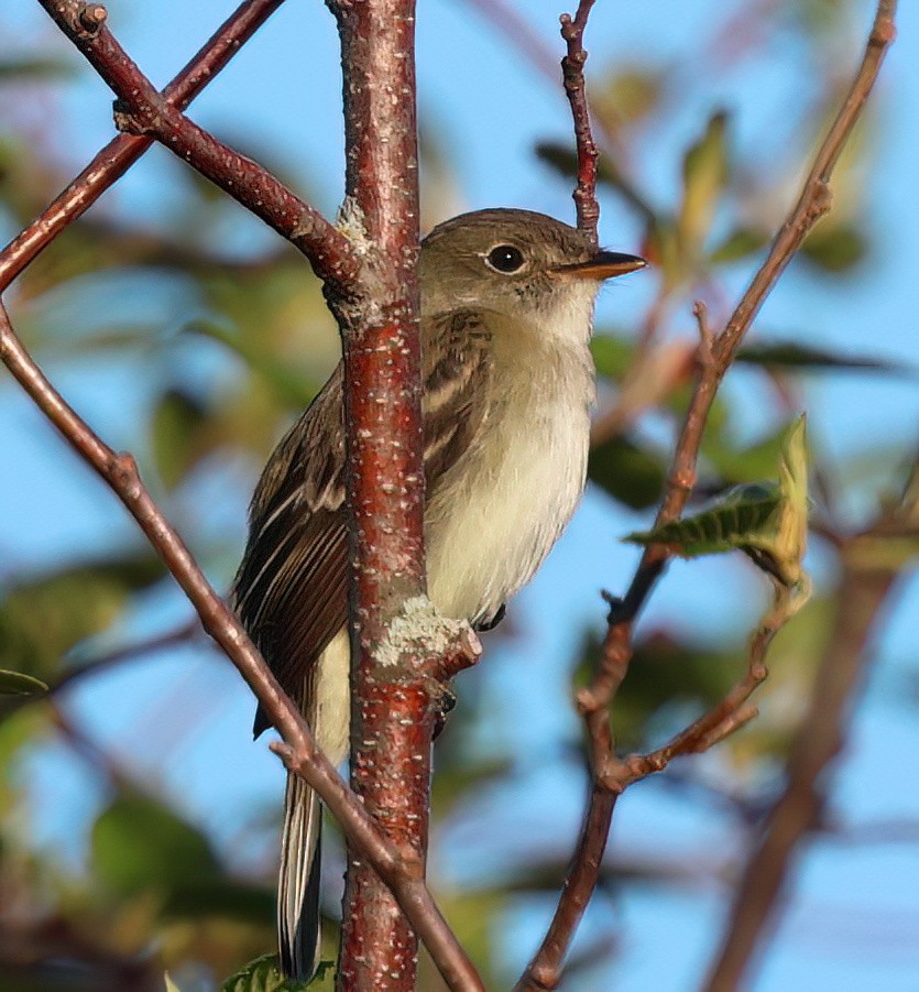 Alder Flycatcher - Charlotte Byers