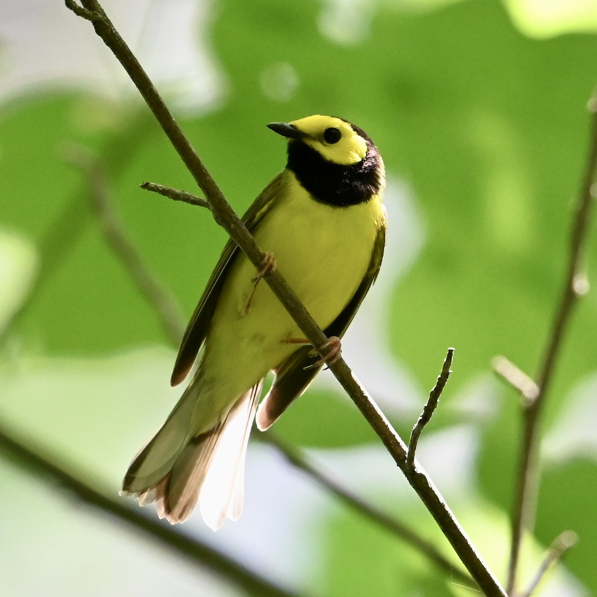 Hooded Warbler - Mike Saccone