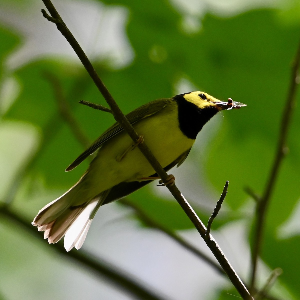 Hooded Warbler - Mike Saccone