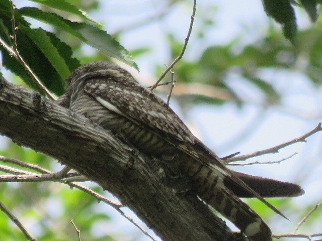 Lesser Nighthawk - ML619628274