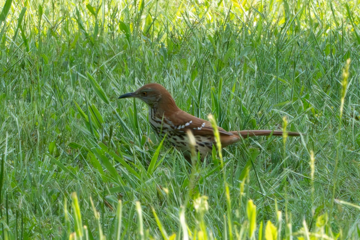 Brown Thrasher - Timothy Flynn