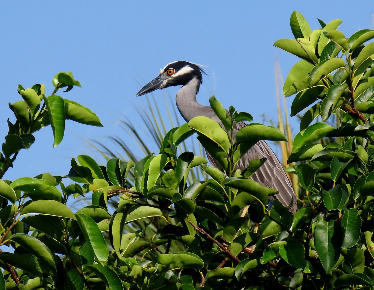 Yellow-crowned Night Heron - Linda  Fell