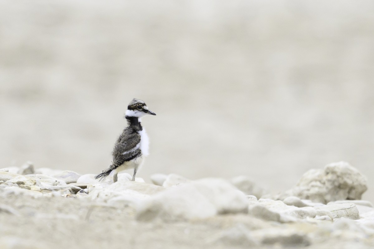 Killdeer - ML619628287