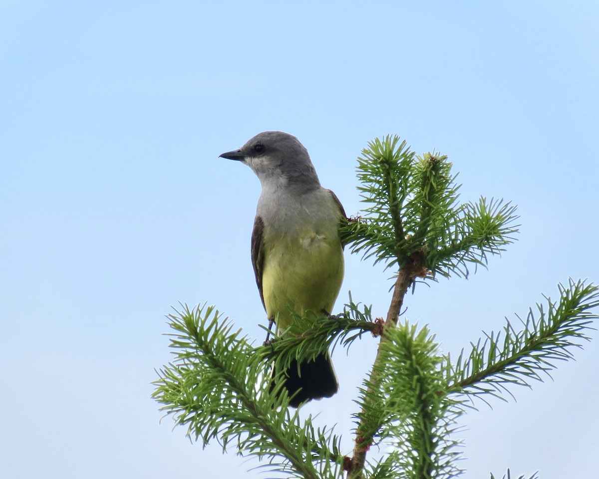 Western Kingbird - Elliot Steed