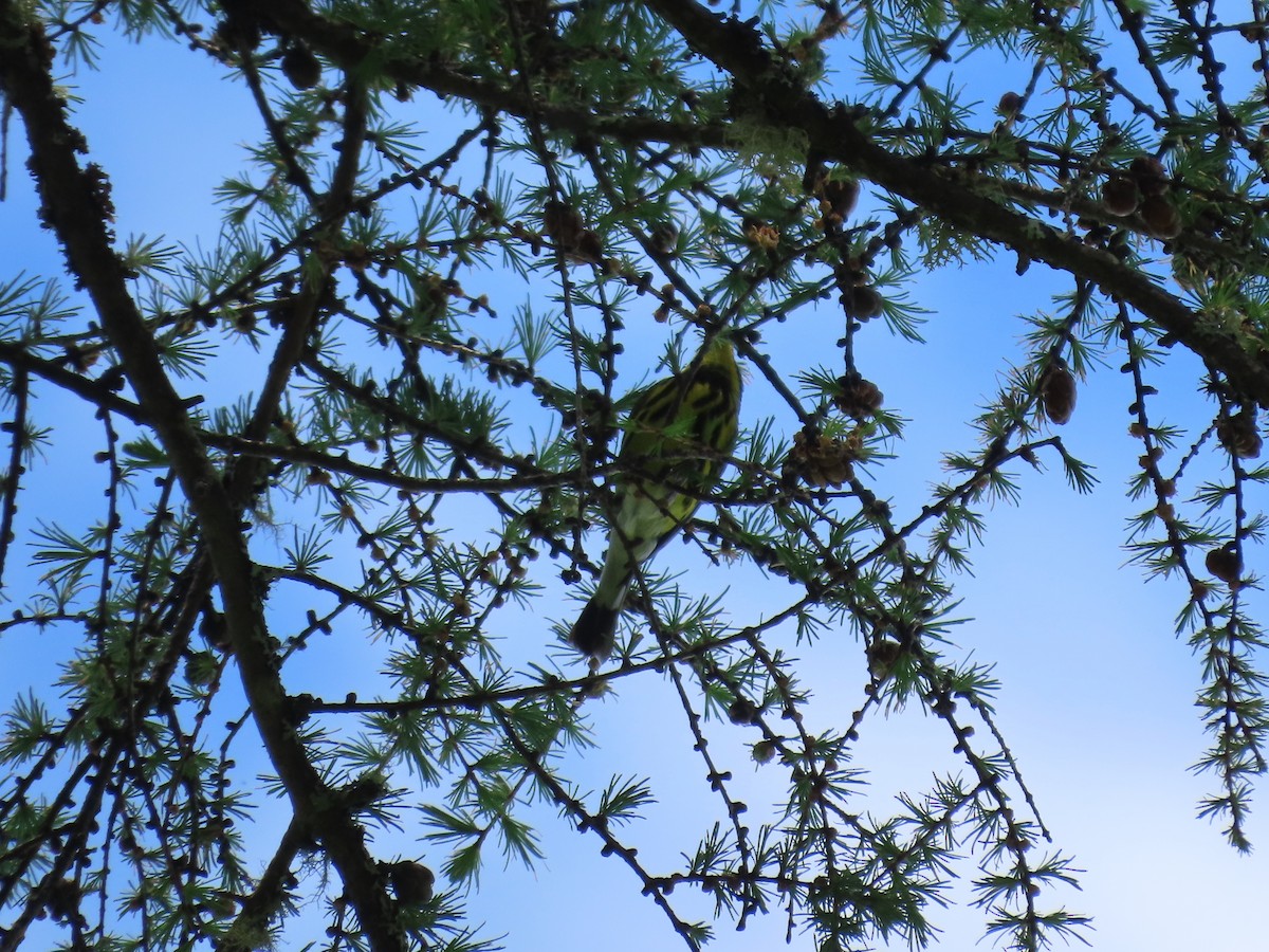 Magnolia Warbler - Sue and Tom Santeusanio