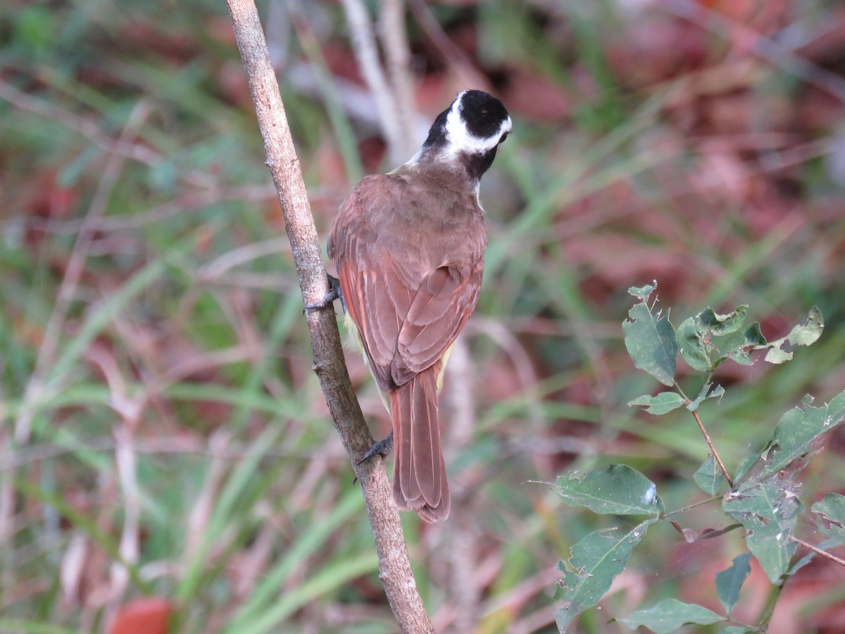 Great Kiskadee - Sam Holcomb