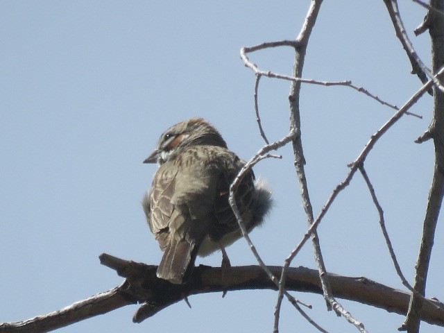 Lark Sparrow - Ed  Newbold