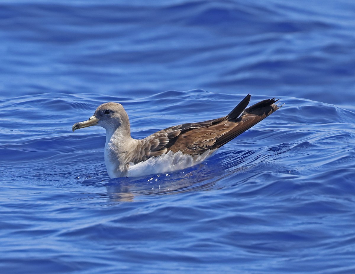 Cory's Shearwater - ML619628308