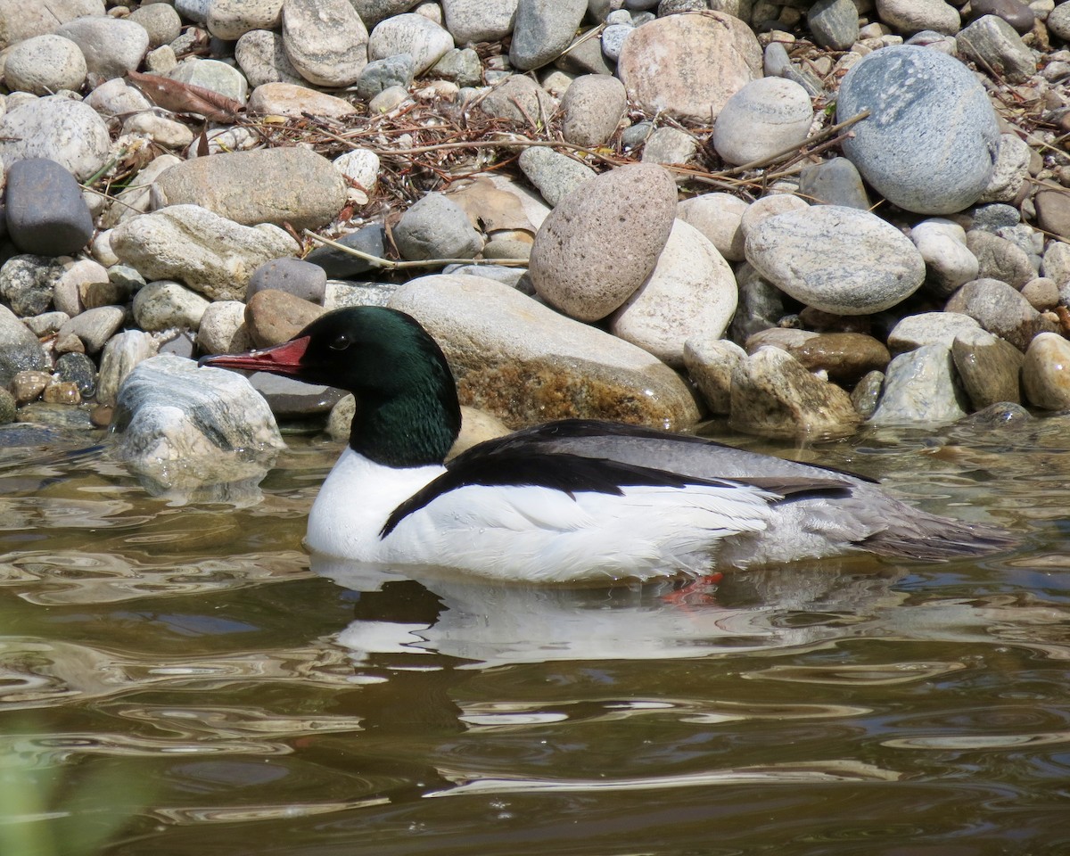 Common Merganser - Elliot Steed