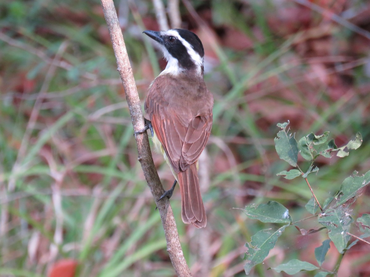 Great Kiskadee - Sam Holcomb