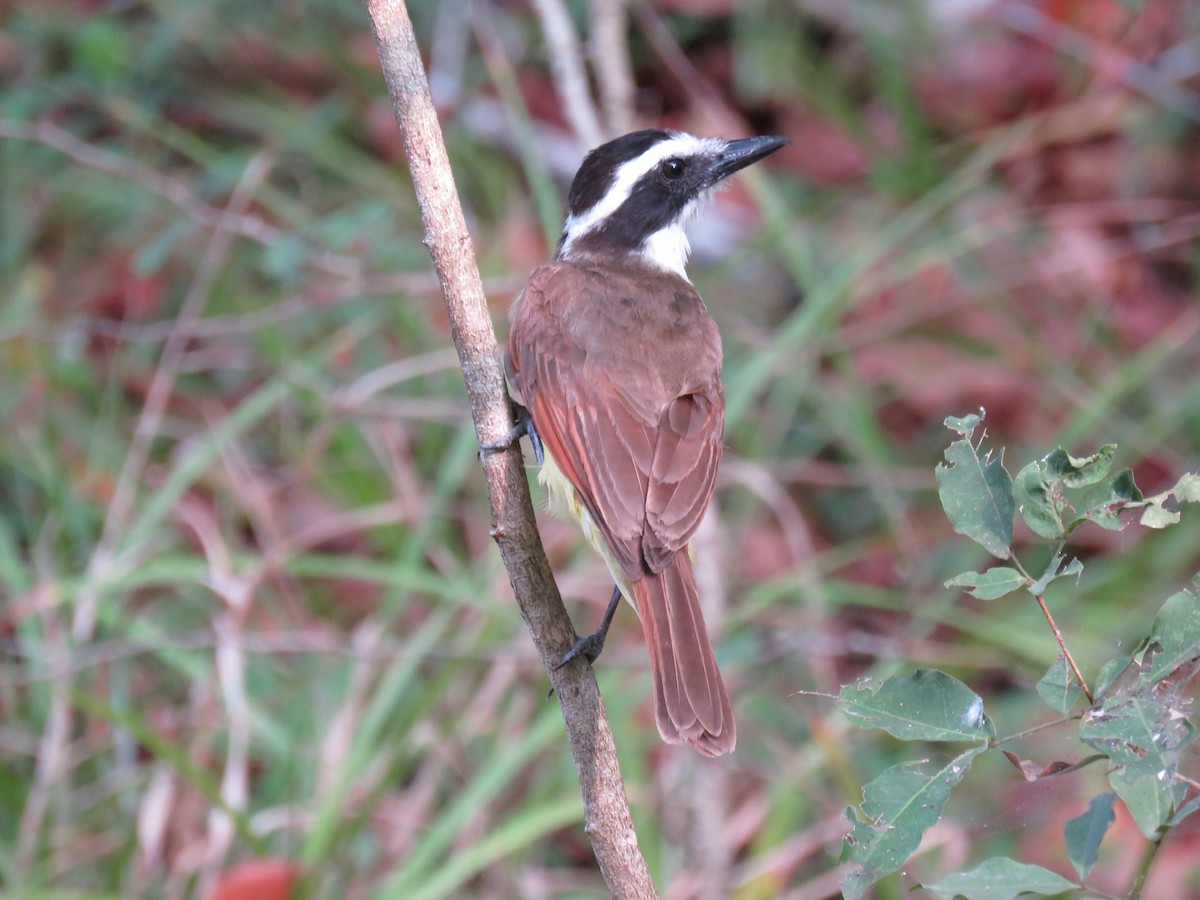 Great Kiskadee - Sam Holcomb