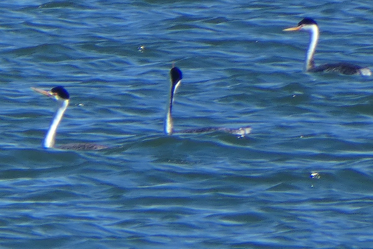 Clark's Grebe - D Krajnovich