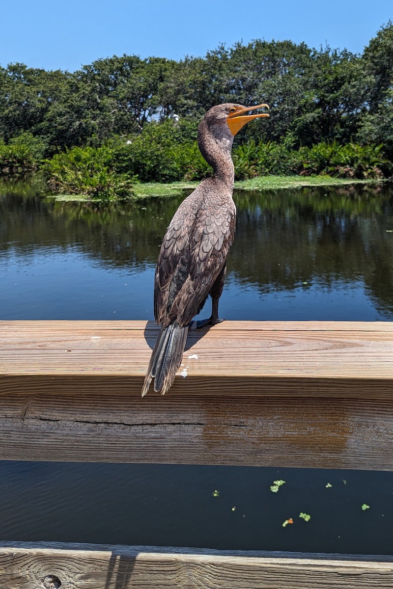 Double-crested Cormorant - Ama B