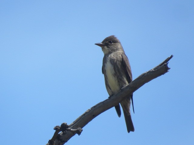 Olive-sided Flycatcher - Ed  Newbold