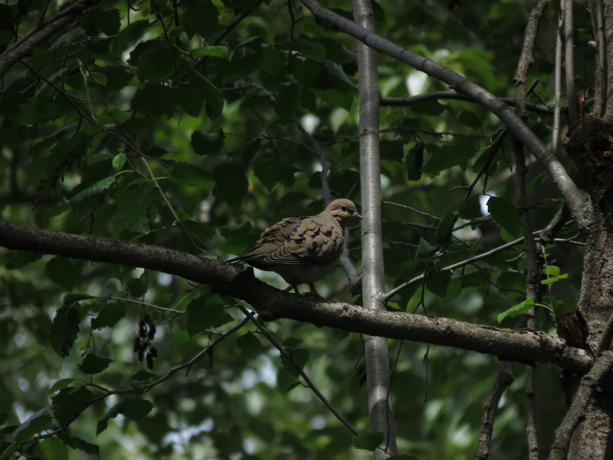 Mourning Dove - Elliot Steed