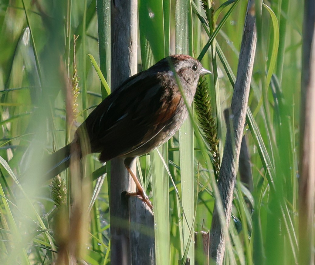 Swamp Sparrow - Charlotte Byers