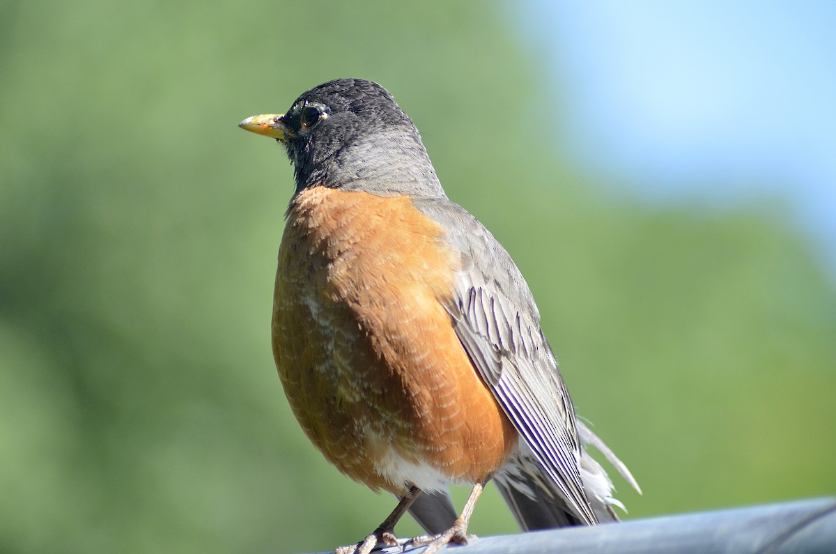 American Robin - Gary Zenitsky