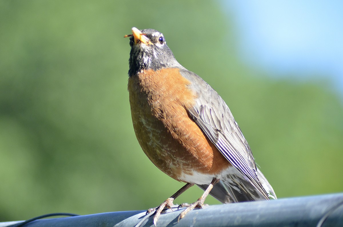 American Robin - Gary Zenitsky