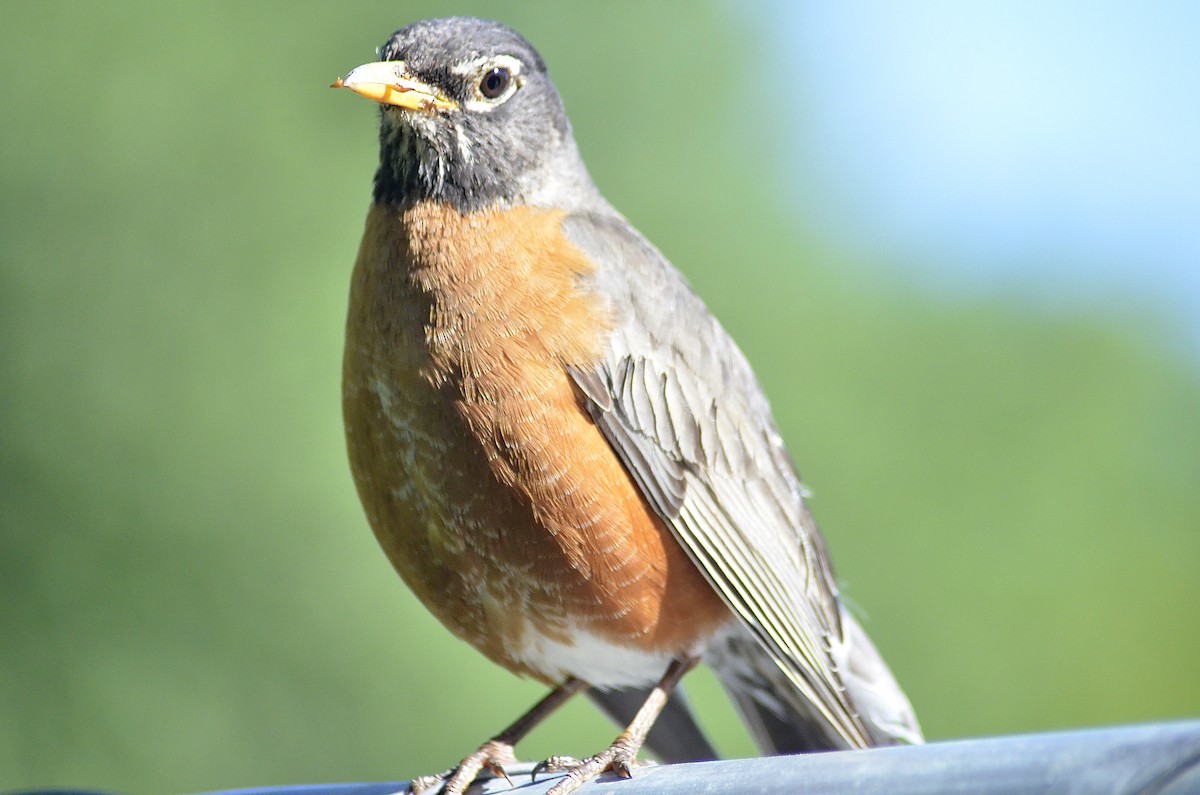 American Robin - Gary Zenitsky