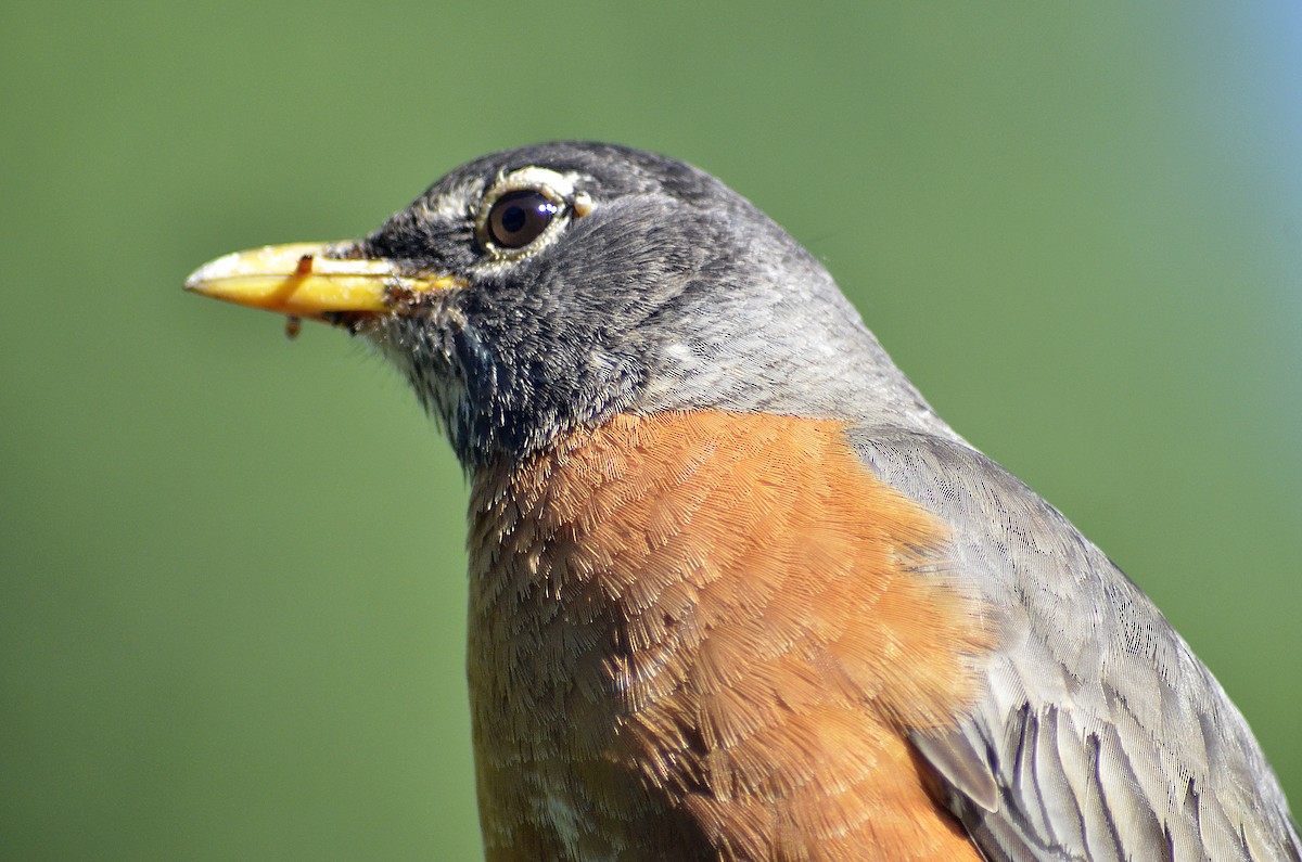 American Robin - Gary Zenitsky