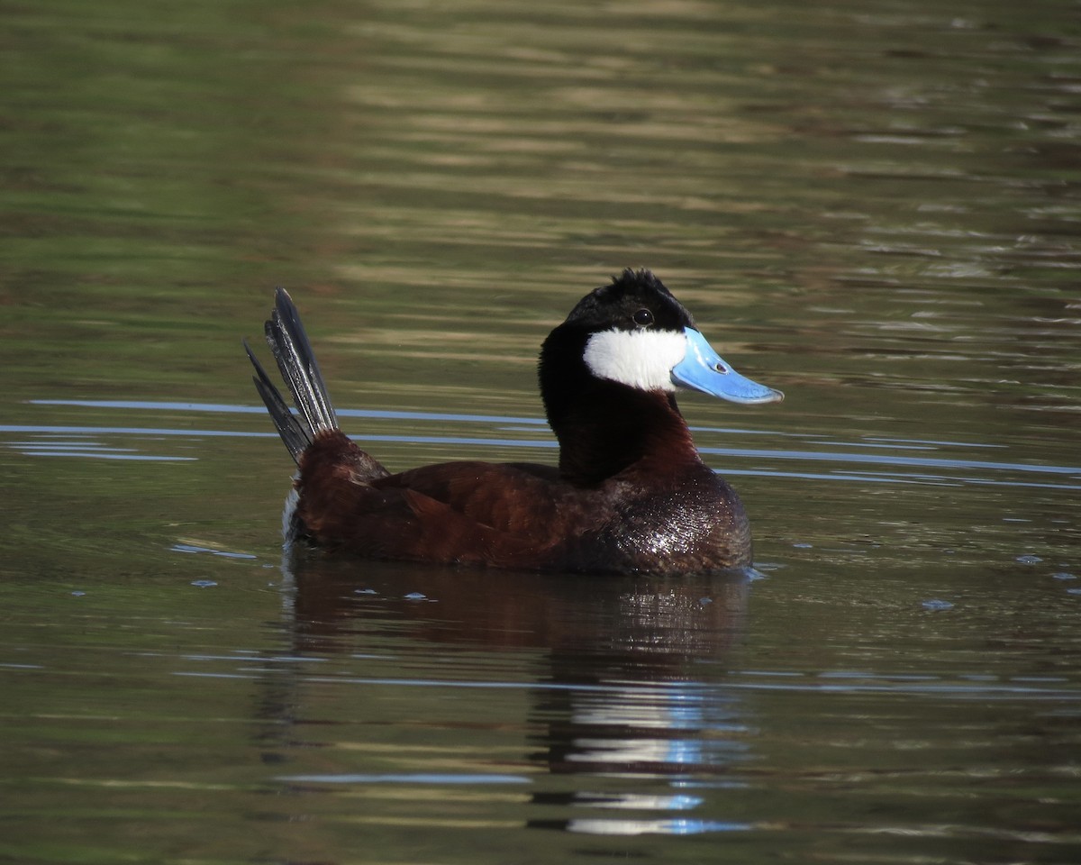 Érismature rousse - ML619628348