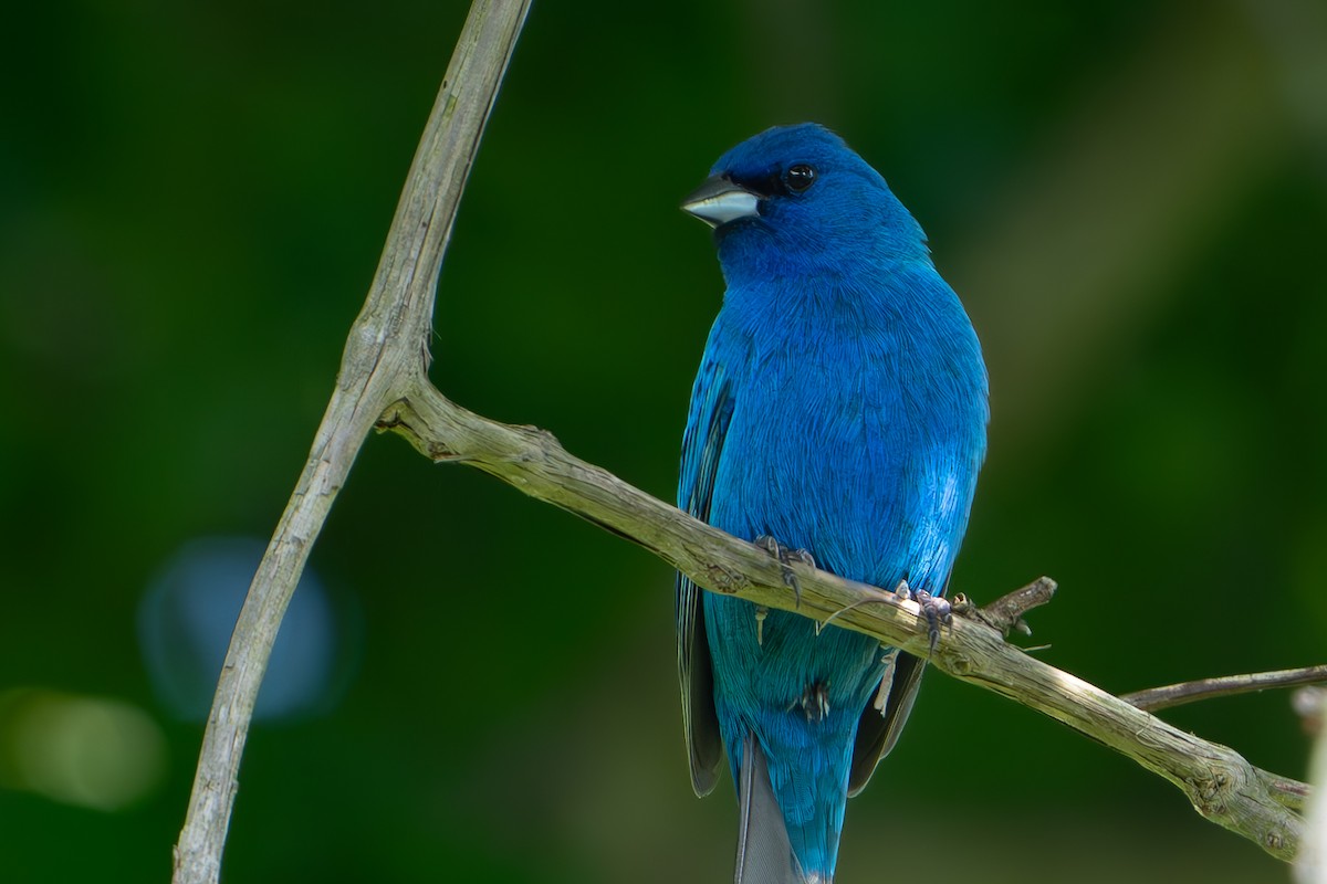 Indigo Bunting - Timothy Flynn