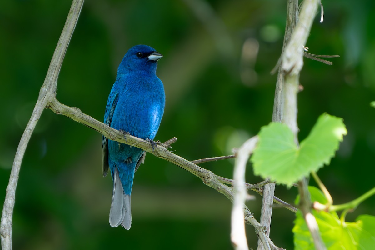 Indigo Bunting - Timothy Flynn