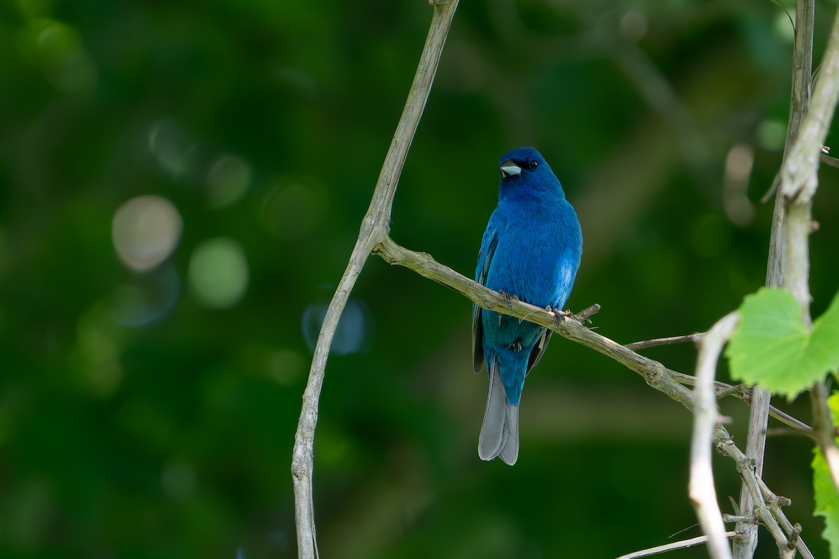 Indigo Bunting - Timothy Flynn