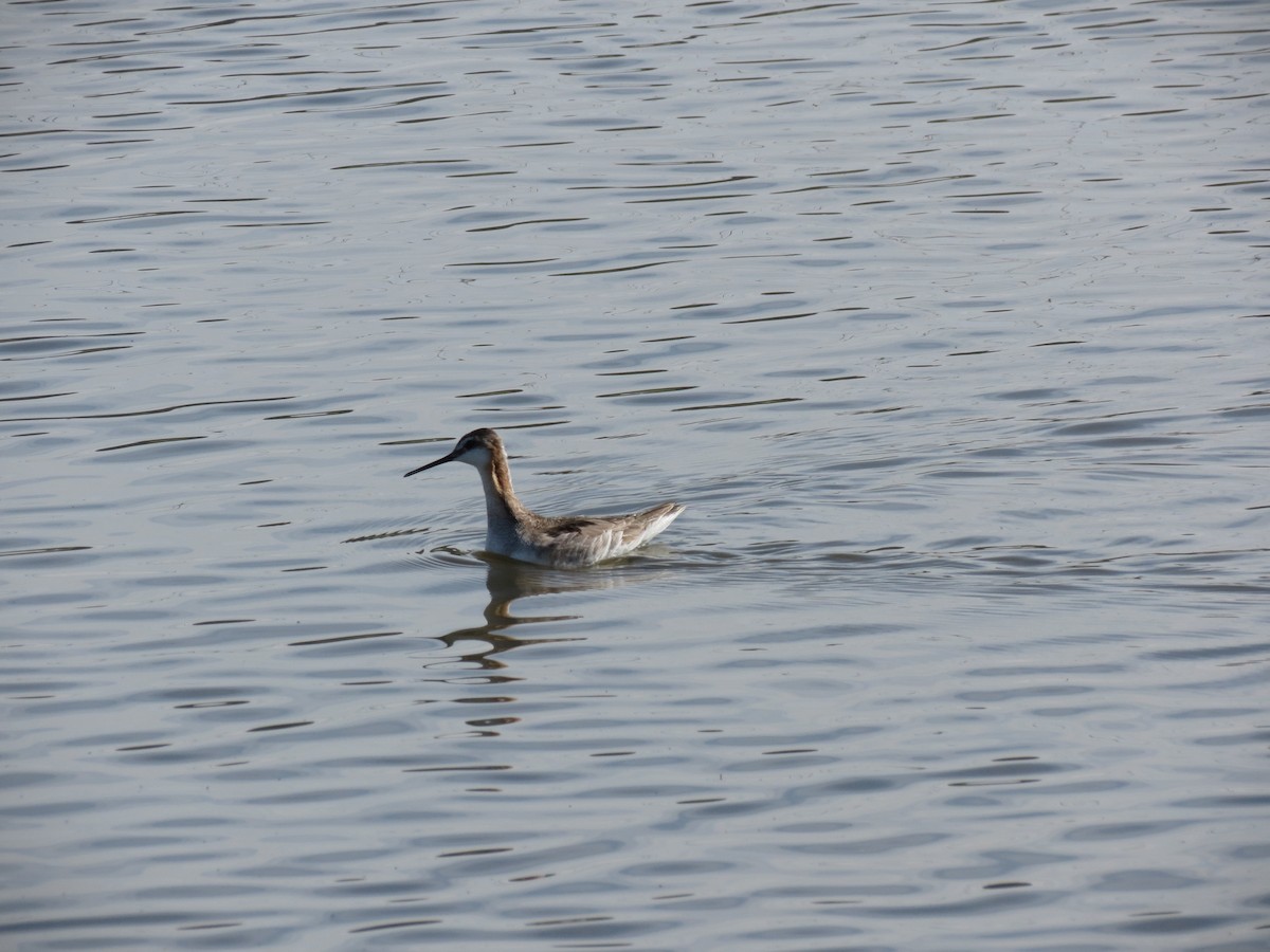 Wilson's Phalarope - ML619628361