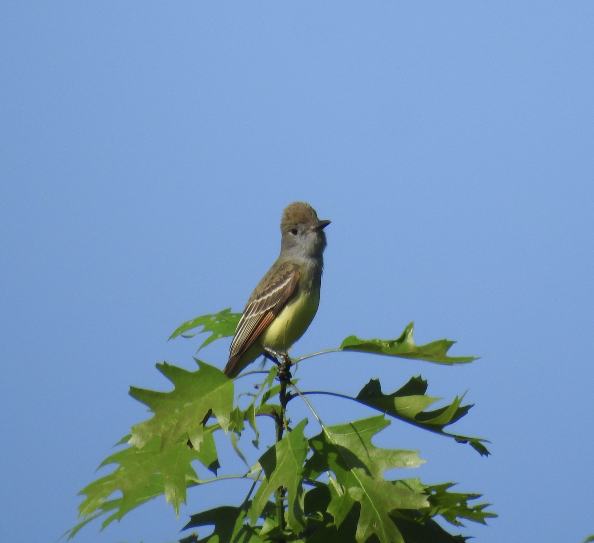 Great Crested Flycatcher - Mick Baisley