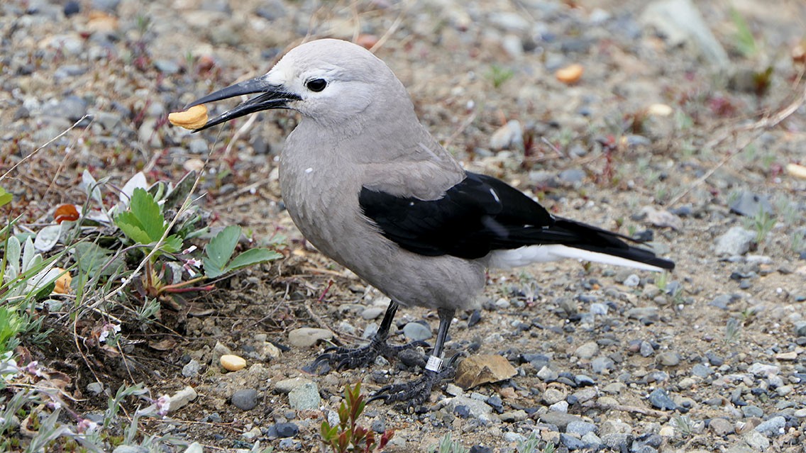 Clark's Nutcracker - Daniel Bastaja